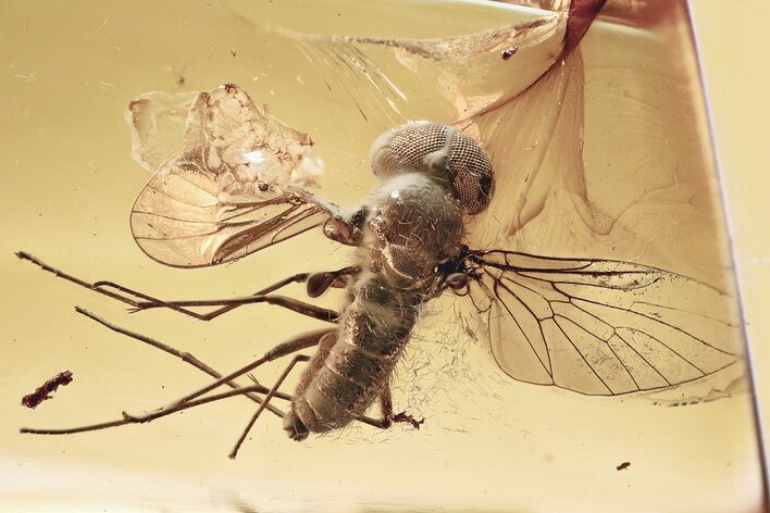 Detailed Fossil Predatory Snipe Fly (Rhagio) In Baltic Amber #346396